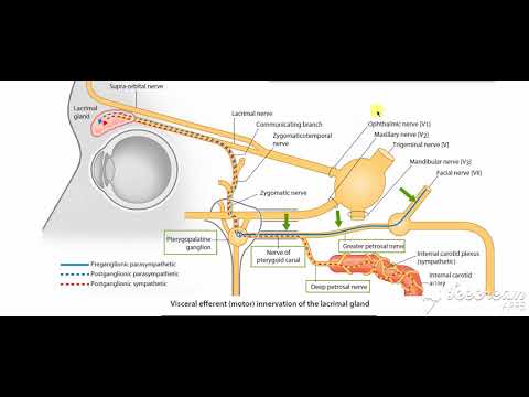 Pterygopalatine ganglion 4