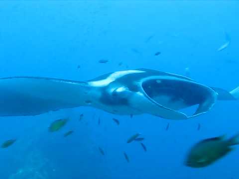 Manta Ray - Playing with diver in Thailand 2