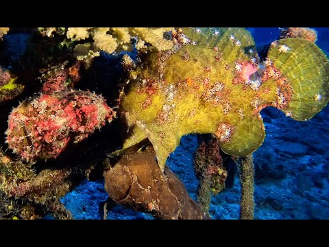 🇷🇪2024 L'ÉPAVE DE L'ANTONIO LORENZO🇷🇪 (4X MARS À NOVEMBRE)