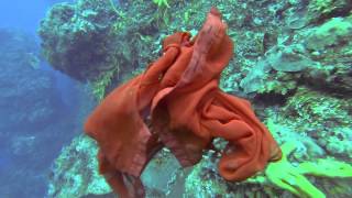 Awakening - Hannah Ild Submission Video