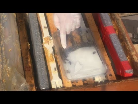 Varroa şampiyonu bir numaranın son hali 25.10.2023