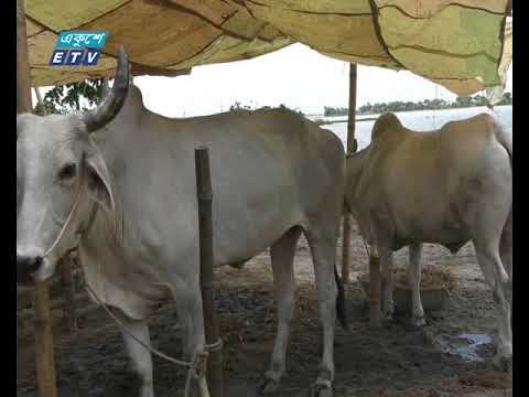 ভারতীয় গরু না আসলে লাভের মুখ দেখার আশা খামারিদের