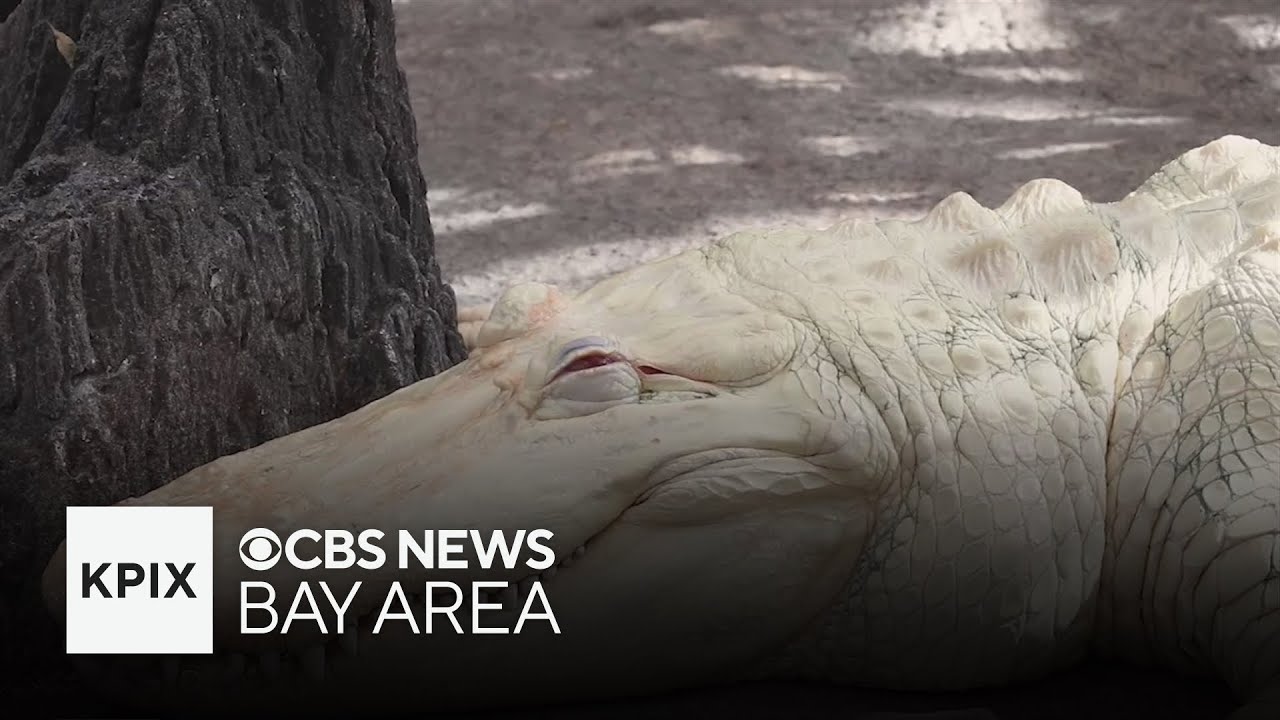 Claude the Albino Alligator Celebrates 30 Years with Month-Long Festivities