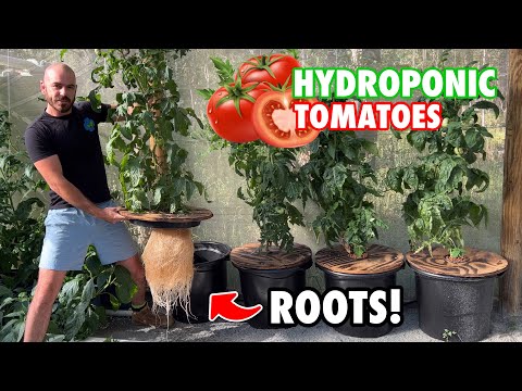 , title : 'How to Grow Kratky Hydroponic Tomatoes'