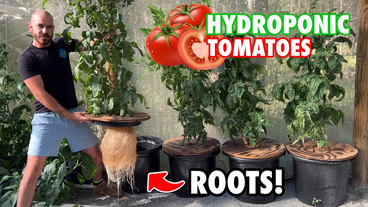 How to Grow Kratky Hydroponic Tomatoes