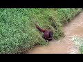 Detik Detik Orang Utan Mandi Di Sungai