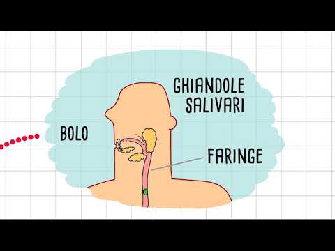 L'APPARATO DIGERENTE