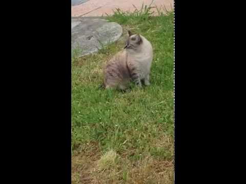 A gattini da vermi prazitet Fa solletico in una gola come un verme