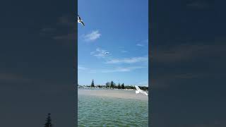 💖OMG🎉 CUTE Seagulls Flying in Slow Motion 🥰🧡😜💜💘💙❤️‍🩹💞☺️❤️❤️💖💕🎉🎁🎊🎊😄💚💚💛, cute animals, animal videos
