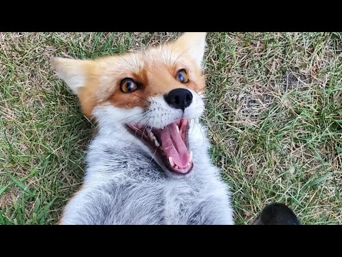 DixieDo fox says hehe hello! 🦊