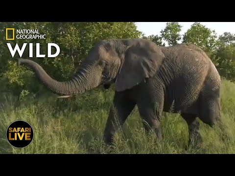 Safari Live - Day 319 | Nat Geo Wild