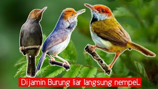 Download lagu Suara pikat burung prenjak kepala merah MP3 ribut jos,dijamin berhasil mp3 Download lagu Suara pikat burung prenjak kepala merah MP3 ribut jos,dijamin berhasil mp3