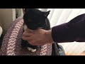 Chest Scratch Tuxedo Cat Watches Me While I Work Pt 2