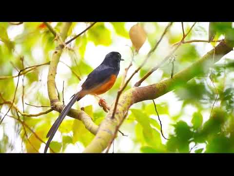 White-Rumped Shama: Nature’s Master Singer