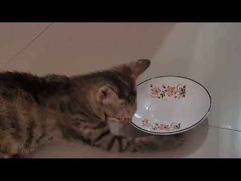 કેટીની ક્યુટ ક્યુટ હરકત//Gunjan.