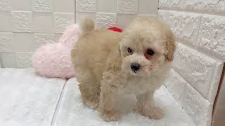 トイプードルの動画01