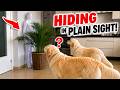 Hiding From My Dogs In Plain Sight Funny Hide And Seek