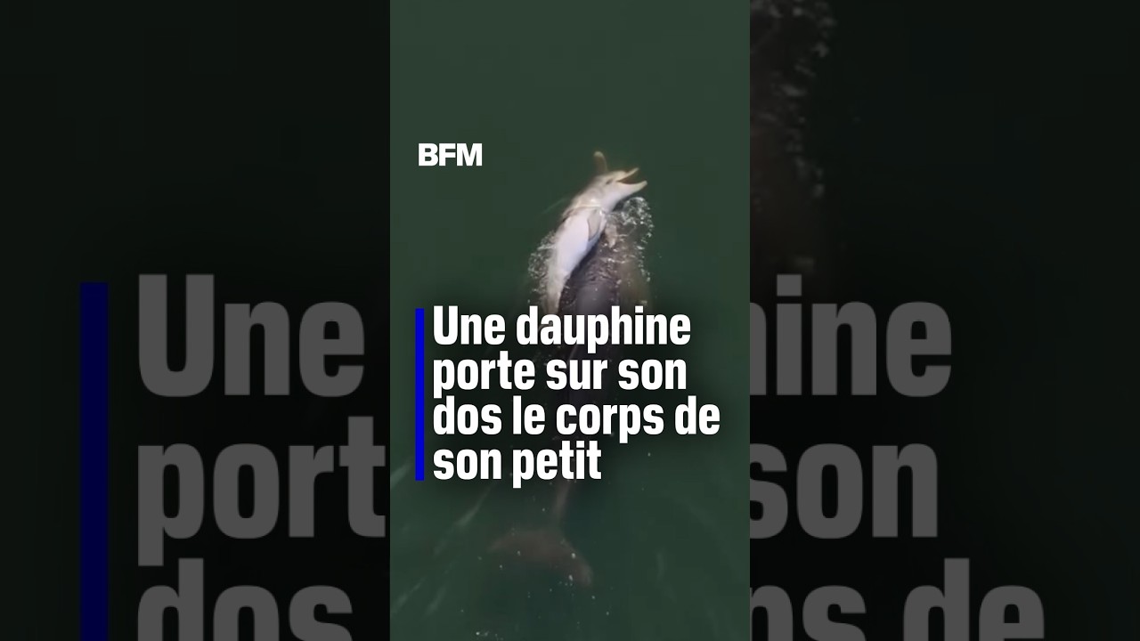 Une femelle dauphin porte sur son dos le corps sans vie de son petit