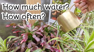 How to water my Christmas Cactus or Holiday Cactus?
