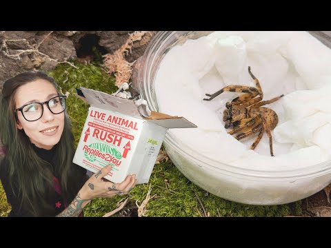 Unboxing the MOST FAST, SCARY & VENOMOUS SPIDER I've ever got.. aaaaaand I'm not keeping it lol