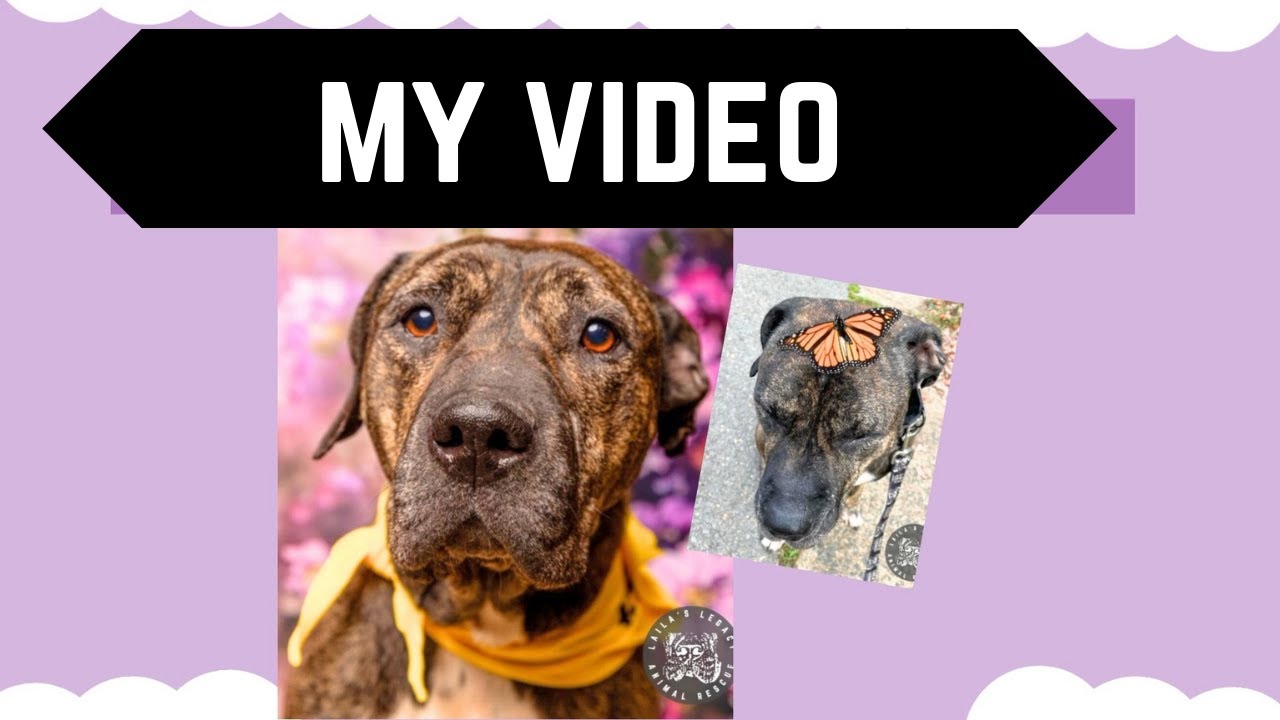 Enlarge Raine, a Adoptable mixed breed in Washington, DC video 6/6