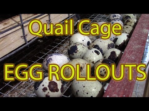 How to build a Stacked Quail Cage - with Egg rollout trays.