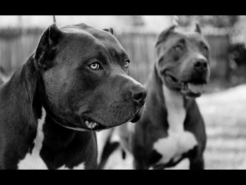 2Pac ft. Tech N9ne, Freddie Gibbs & Young Buck - Remix Slayers (Remix 2018)(Lyrics)