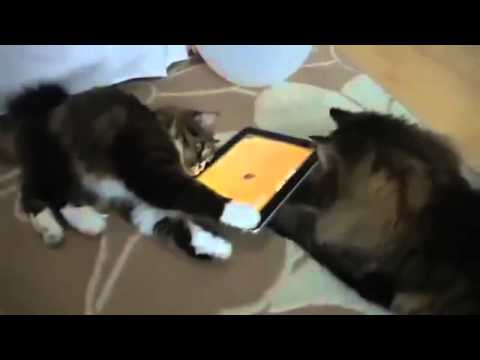 Two Cats Play With iPad   Modern Cats xD