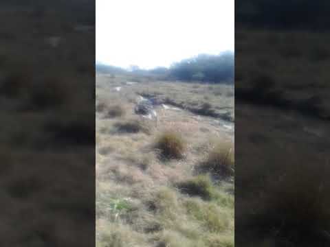 Ñandú culeco Alcaraz Entre Rios