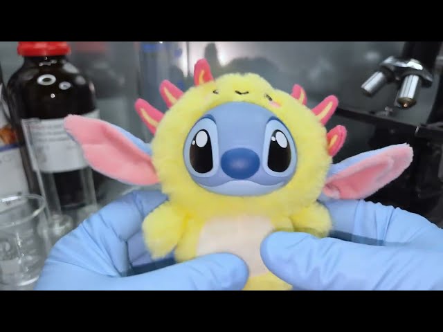 Vídeo relacionado con Disney YuYus Stitch, Caja Sorpresa, Colgante Decorativo (Charm) Coleccionable 9 diseños Diferentes de Peluche y Vinilo para Bolso, Mochila o Llaves, 12 cm, +0 Meses (6315870778)