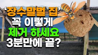 장수말벌 집 정말 위험합니다 꼭 이렇게 해서 제거하세요 장수말벌집 제거