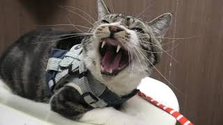近づいたら怒る猫 激おこゴジラのリキちゃん 動物病院で歌ってる犬に