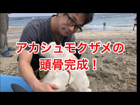 サメに舌はあるの？アカシュモクザメの頭骨の特徴って？
