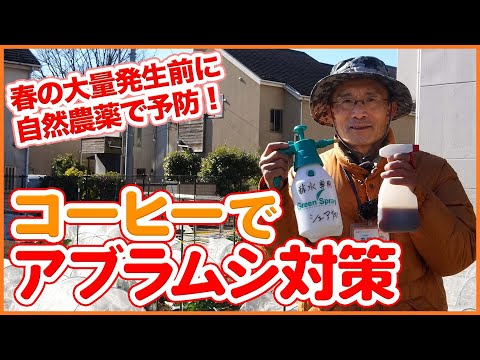 灰色のキャベツのアブラムシは有害ですか?すぐに駆除できますか?  庭園