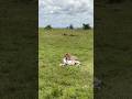 FEMALE CHEETAH KILLED A Thomson Gazelle Shorts Disney Bigcatswildlife