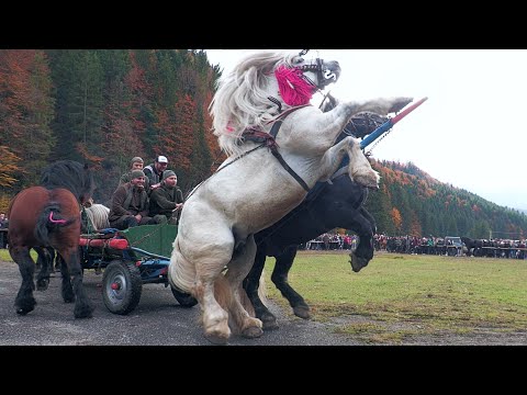 21 Carriages at the Beauty Exhibition at Valea Străjii - Bistrița Năsăud October 26, 2025