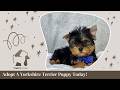 Yorkshire Terrier dogs for sale: Dakota - Video 1