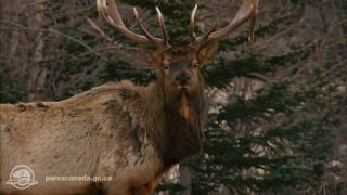 preview picture of video 'À la découverte du parc national Jasper'