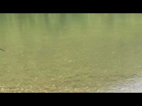 Sevanje skobalja Drina Djedov vir