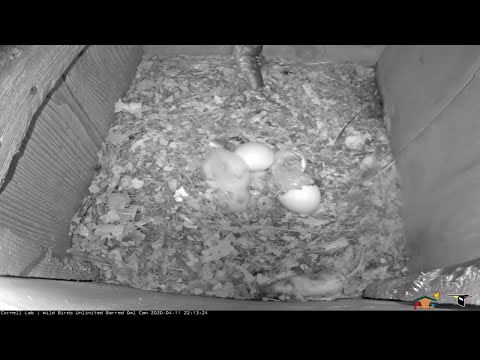 Two Barred Owlets Hatch On Same Day, Named "Joy" and "Kindness" | WBU | Cornell Lab – April 11, 2020