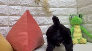 ハーフ犬の動画01