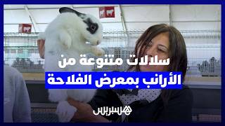أرانب من سلالات متنوعة تزيّن معرض "سيام" وعارضة تكشف دور التلقيح الاصطناعي في الإنتاج thumbnail