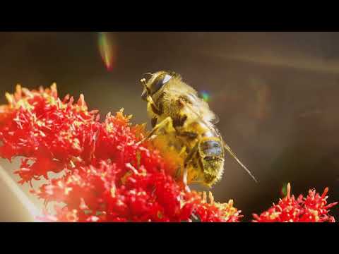 Miejsce, w którym kwitną wszystkie kolory tęczy! | 7 ogrodów spot reklamowy