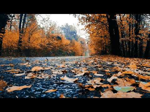 Rain on Leaves on a Forest Road in Autumn - 10 Hours Video with Sounds for Relaxation and Sleep