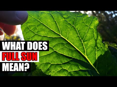 Why Raised Garden Beds Are Better