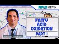 Fatty Acid Oxidation Explained: Beta Oxidation Steps, Carnitine Shuttle & Energy Yield