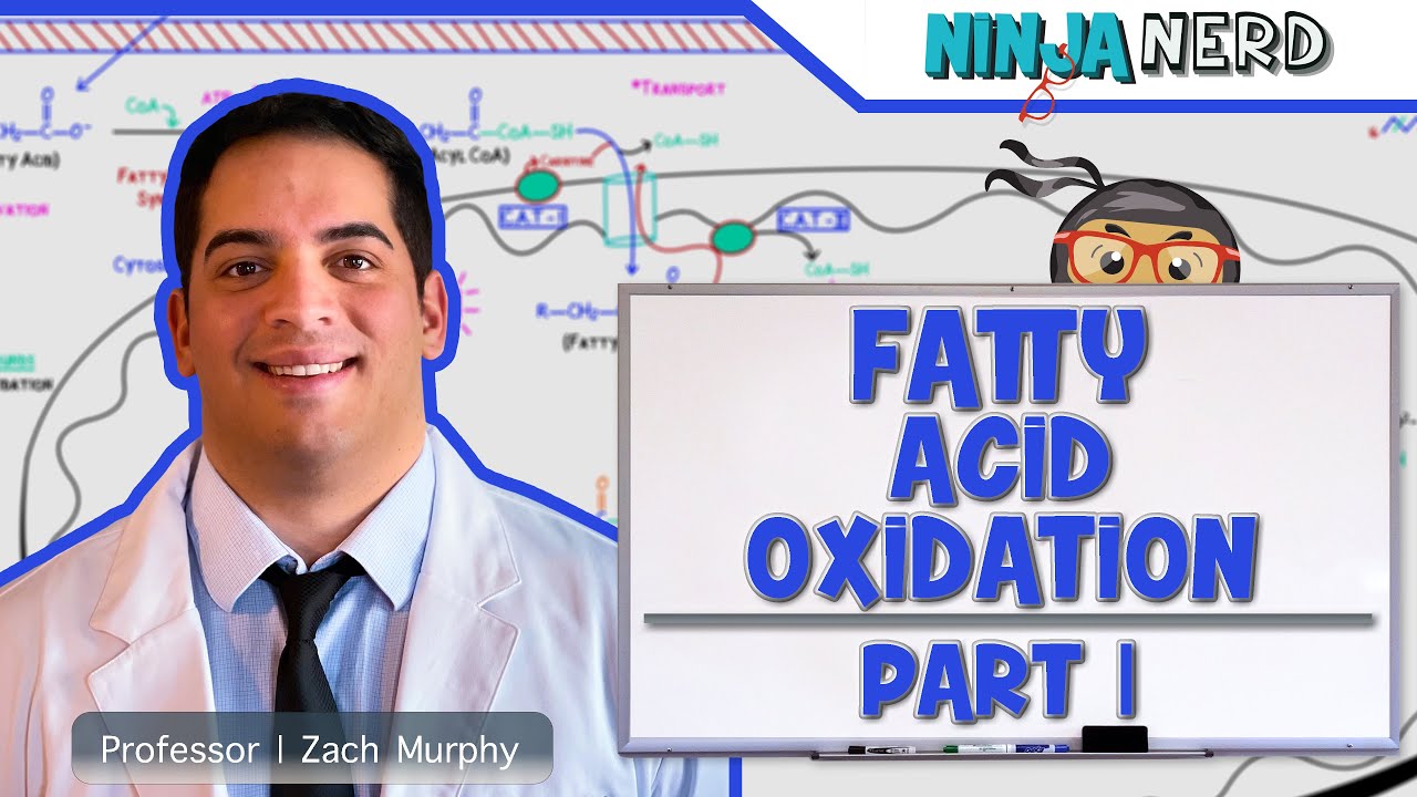 Metabolism | Fatty Acid Oxidation: Part 1