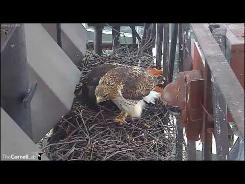 Cornell RTHA Cam  Who Do You Think You Are?...This Nest Is Mine! 10:38 am  _2.25.14_
