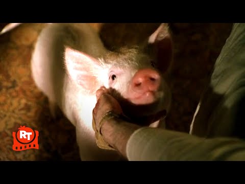 Babe: Pig in the City - Aww, Babe Is Sorry