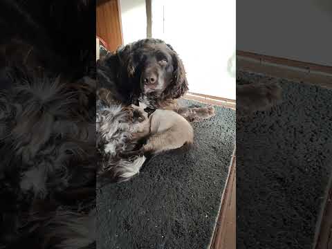 Master, we are still sleeping. Do not wake us. Siamese cat - Simba and great friend Fog. Wachtelhund